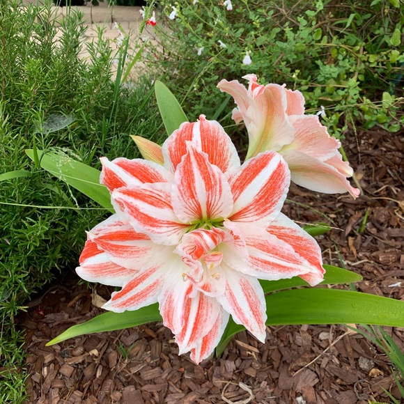 POP IN CHECK IT - Picture 15 of 16